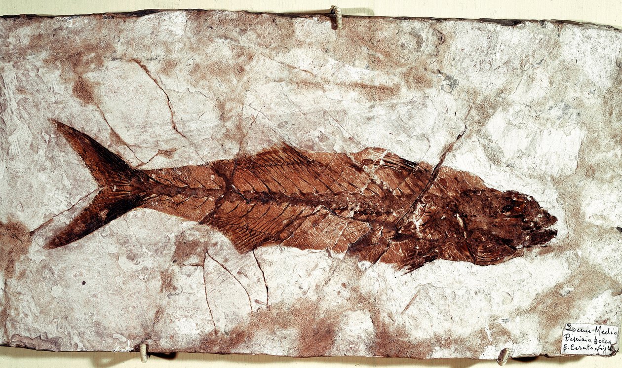 Prehistorie: Fosilie ryb Sgomber Speciosus z naleziště Mount Bolca od Unbekannt
