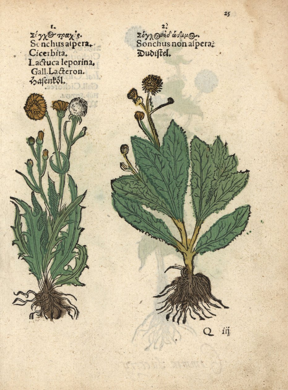 Ostropestřec pichlavý, Sonchus asper, a ostropestřec hladký, Sonchus oleraceus Ručně kolorovaná dřevorytová botanická ilustrace z knihy Adama Lonicera Krauterbuch, nebo-li Bylinářství, Frankfurt nad Mohanem. od Unbekannter Künstler