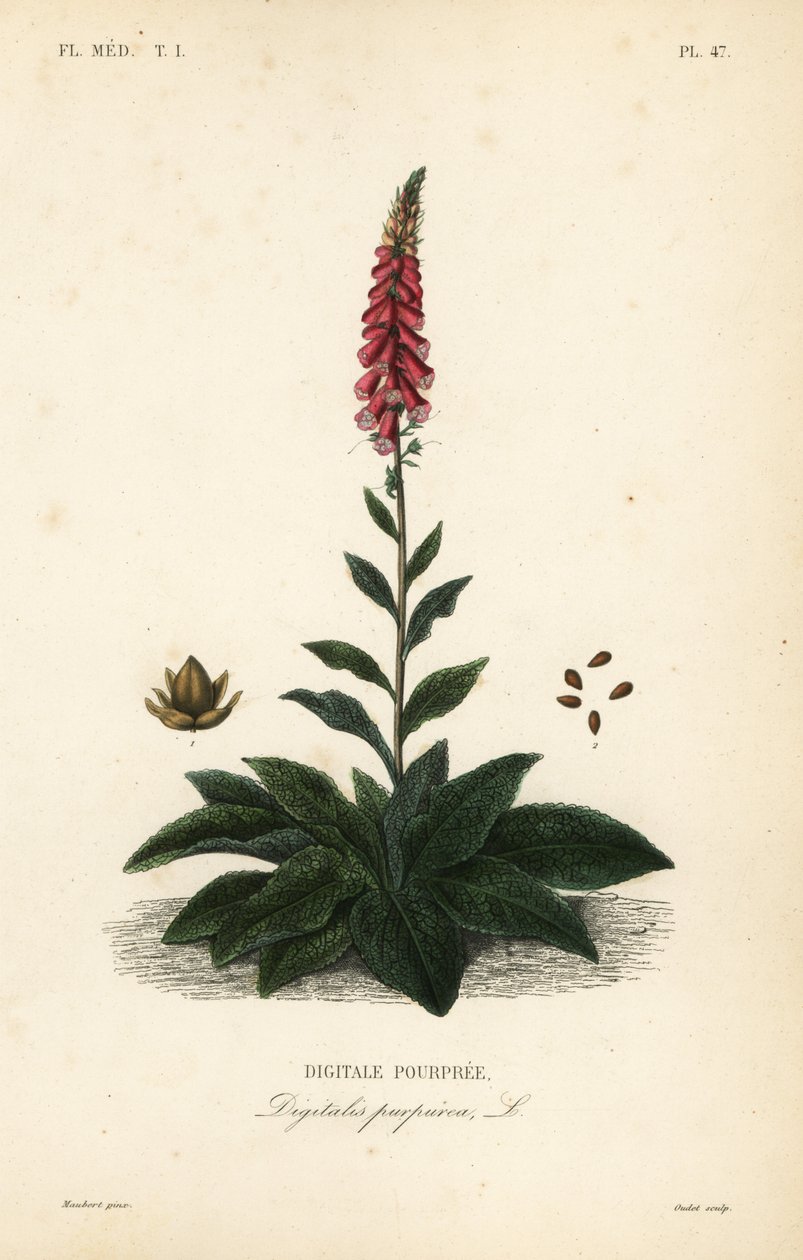 Fialová náprstník nebo dámská rukavice, Digitalis purpurea, Digitale pourpre od Unbekannt