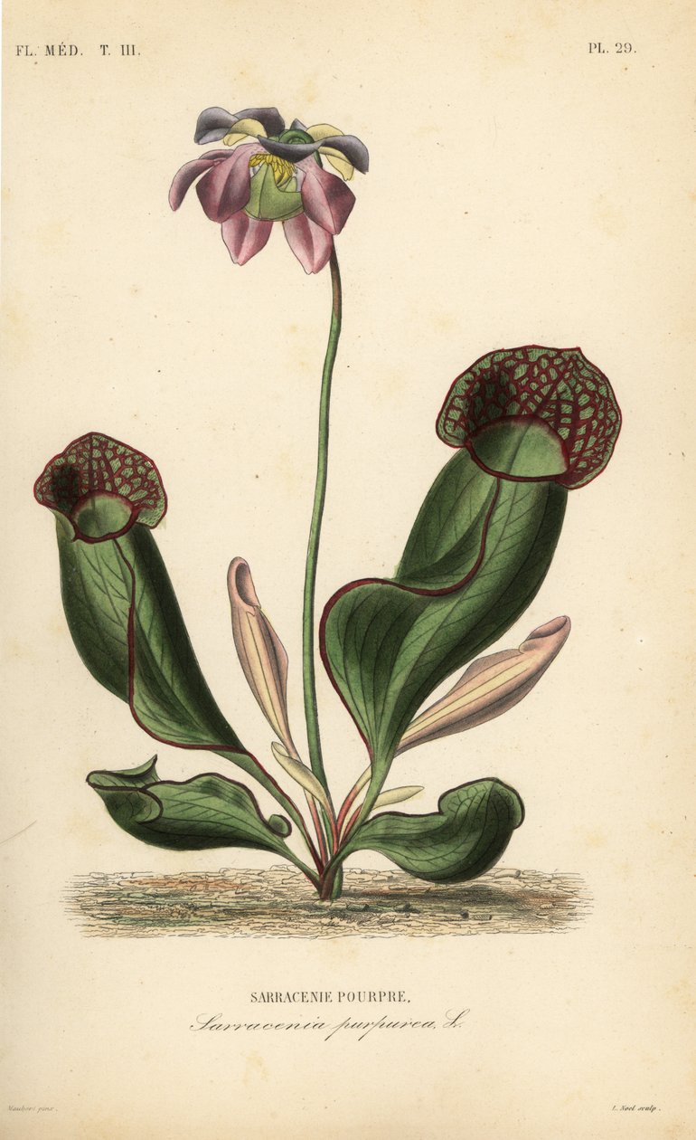 Fialový džbán nebo květ postranního sedla, Sarracenia purpurea, Sarracenia pourpre od Unbekannt