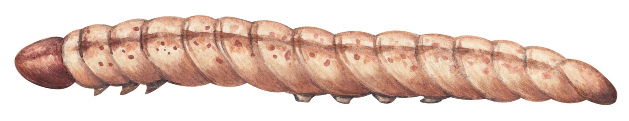 Zavíječ kukuřičný - Zavíječ kukuřičný (Ostrinia nubilalis) od Unbekannter Künstler