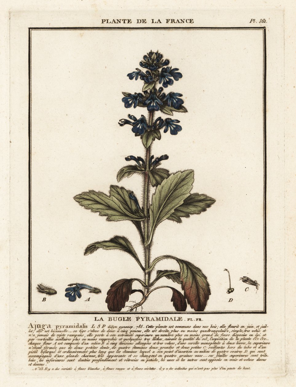 Pyramidální polnice, Ajuga pyramidalis. od Unbekannter Künstler