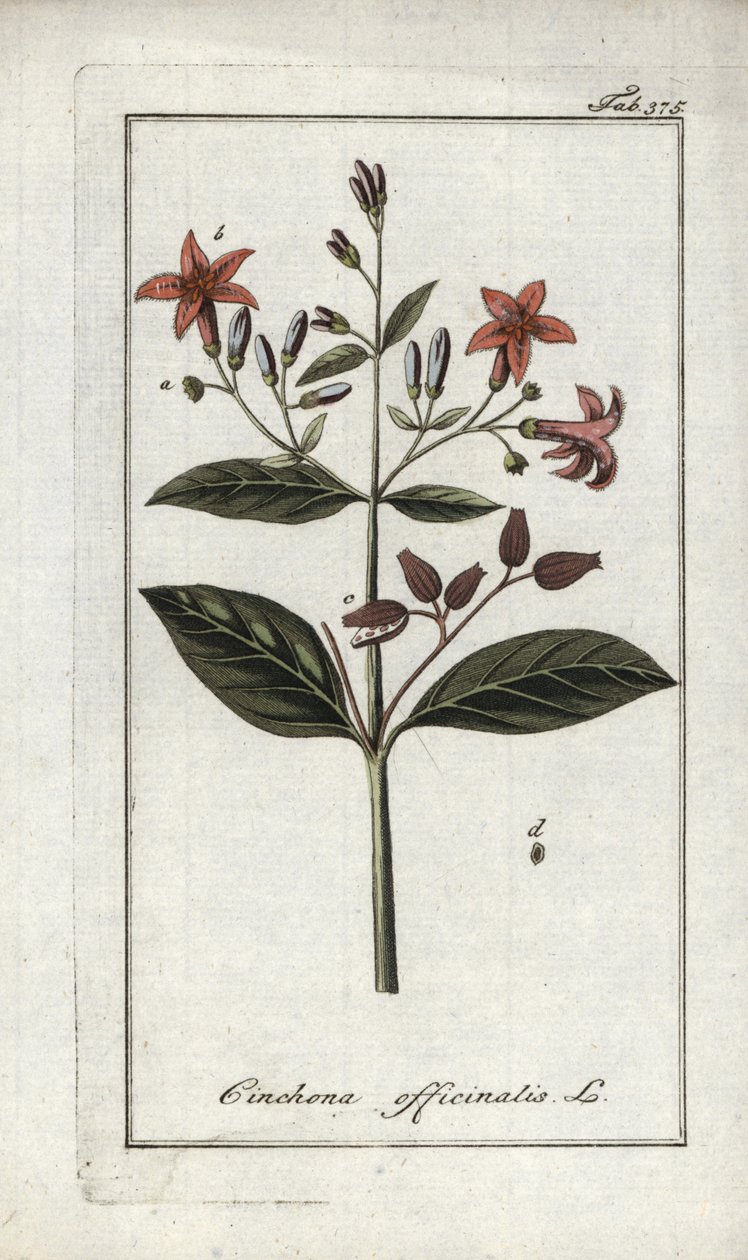 Chinovník lékařský (Cinchona officinalis). Litografie z knihy "Afbeelding der Artseny-Gewassen" od Johannese Zorna (1739-1799), Nizozemsko. od Unbekannter Künstler