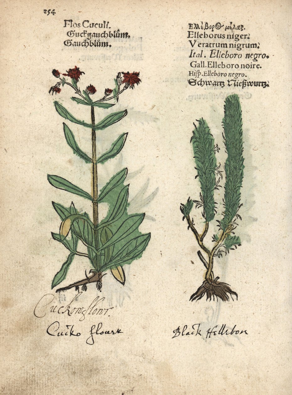 Lychnis flos-cuculi a Veratrum nigrum, čemeřice černá. Ručně kolorovaná dřevorytová botanická ilustrace z knihy Adama Lonicera Krauterbuch, neboli Herbal, Frankfurt nad Mohanem. od Unbekannter Künstler