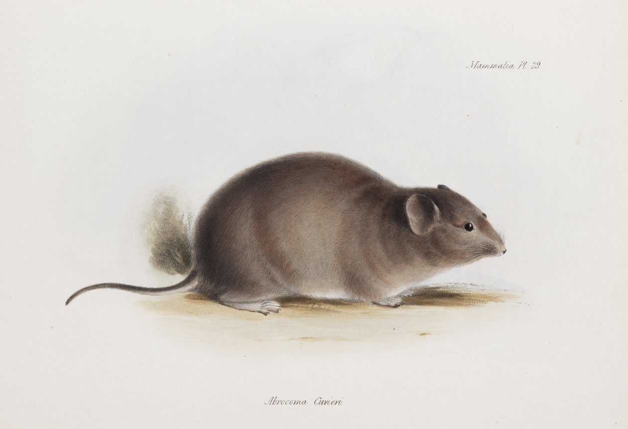 Krysa, c 1832-1836 od Unbekannter Künstler