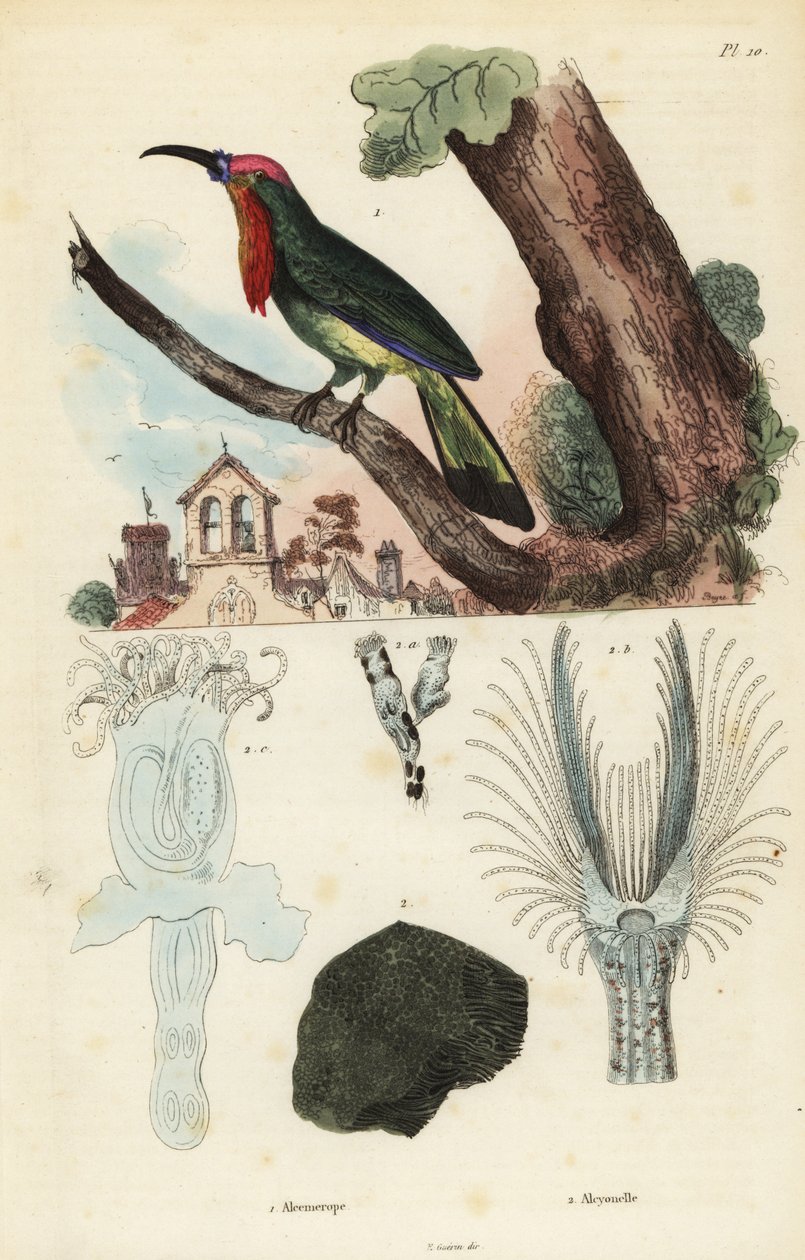 Vlha vousatá, Nyctyornis capensis a houba mechorostů, Plumatella fungosa od Unbekannt