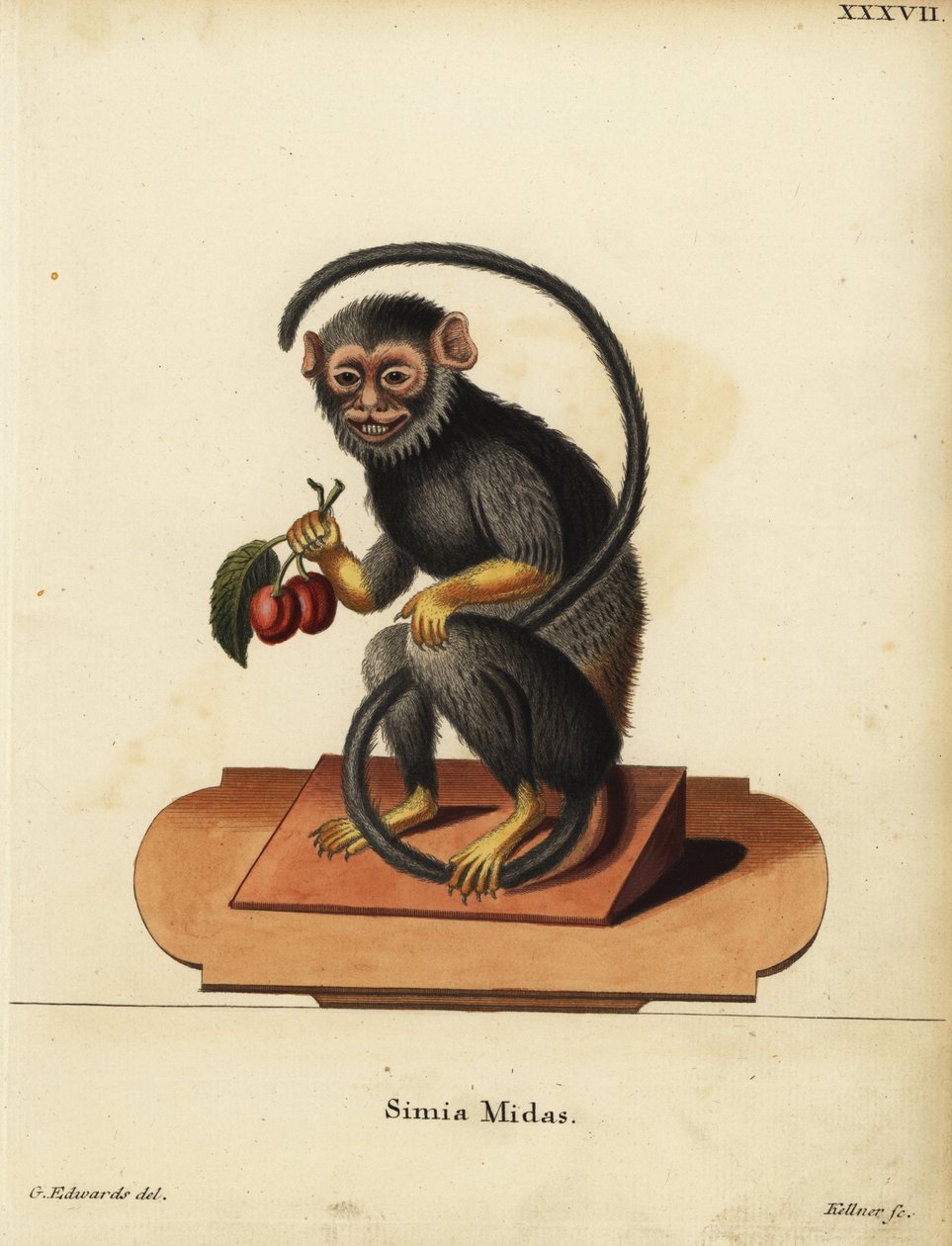 Tamarín červenoruký nebo zlatoruký, Saguinus midas. Simia midas. Ručně kolorovaná mědirytina Josepha Kellnera podle ilustrace George Edwardse z knihy Johanna Christiana Daniela Schrebera Zvířecí ilustrace podle přírody neboli Schreberovy fantastické ilustr od Unbekannter Künstler
