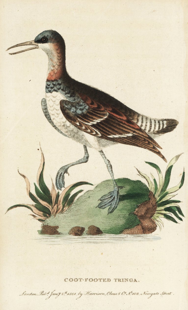 Falaropus laločnatý, Phalaropus lobatus. (Tringa lysá) Ilustrace okopírovaná od George Edwardse. Ručně kolorovaná mědirytina z "The Naturalist