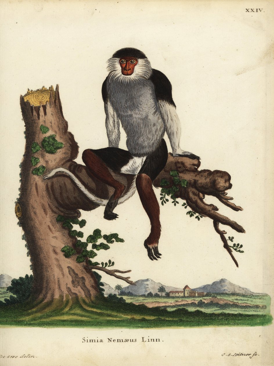 Duk červený, Pygathrix nemaeus. Ohrožený druh. Simia nemaeus Linn. Ručně kolorovaná mědirytina Johanna Sebastiana Leitnera podle ilustrace Jacquese de Seve z knihy Johanna Christiana Daniela Schrebera Animal Illustrations after Nature, or Schre od Unbekannter Künstler