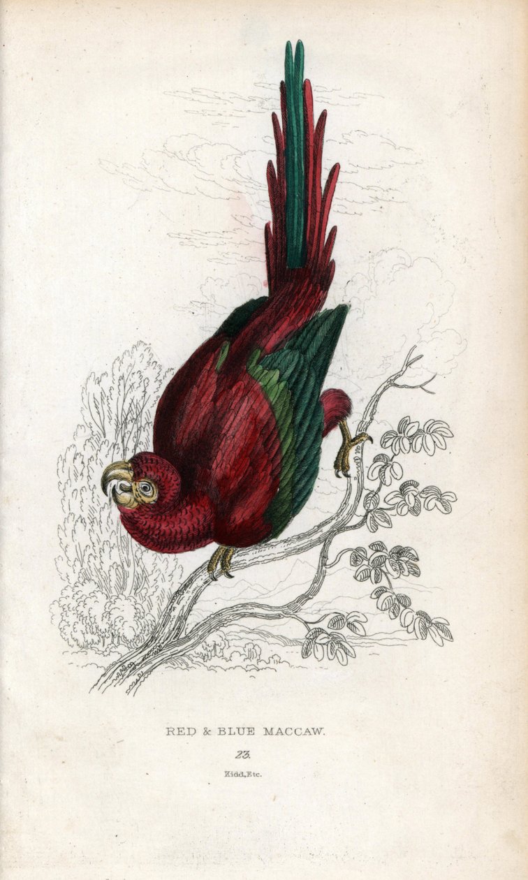 Red Ara nebo Macau Ara. Psittacus macao. Litografie Josepha Kidda podle kresby Johna Audubona v Miscellany of Natural History: Laudera a kapitána Thomase Browna, vydané v Edinburghu ve Skotsku v roce 1833. od Unbekannter Künstler