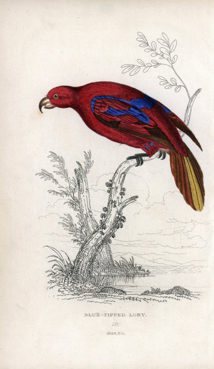 Lori červený, Eos rubra. Psittacus caeruleatus. Litografie Josepha Kidda podle kresby Johna Audubona v Miscellany of Natural History: Lauder a kapitán Thomas Brown, vydaném v Edinburghu ve Skotsku v roce 1833. od Unbekannter Künstler