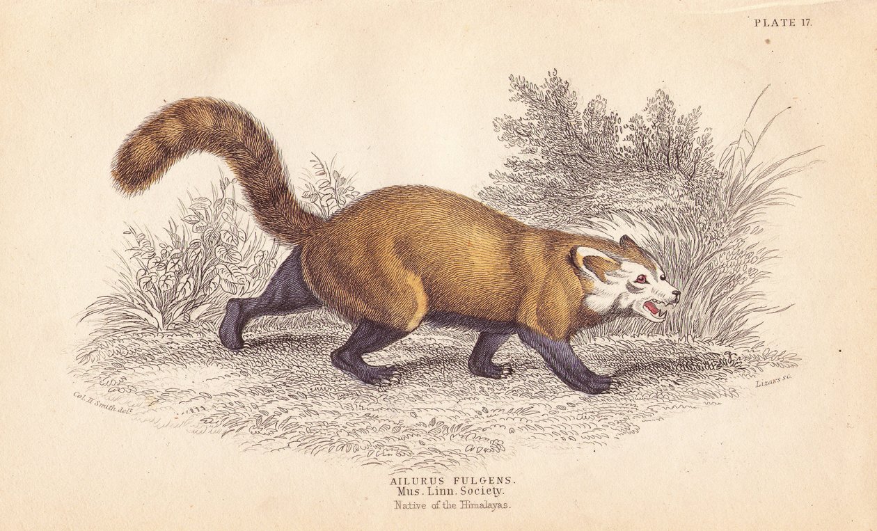 Panda červená, Ailurus fulgens. Zranitelná. Z exempláře v Muzeu Linnéovy společnosti. Ručně kolorovaná ocelorytina od Lizarse podle ilustrace Charlese Hamiltona Smithe z Naturalist