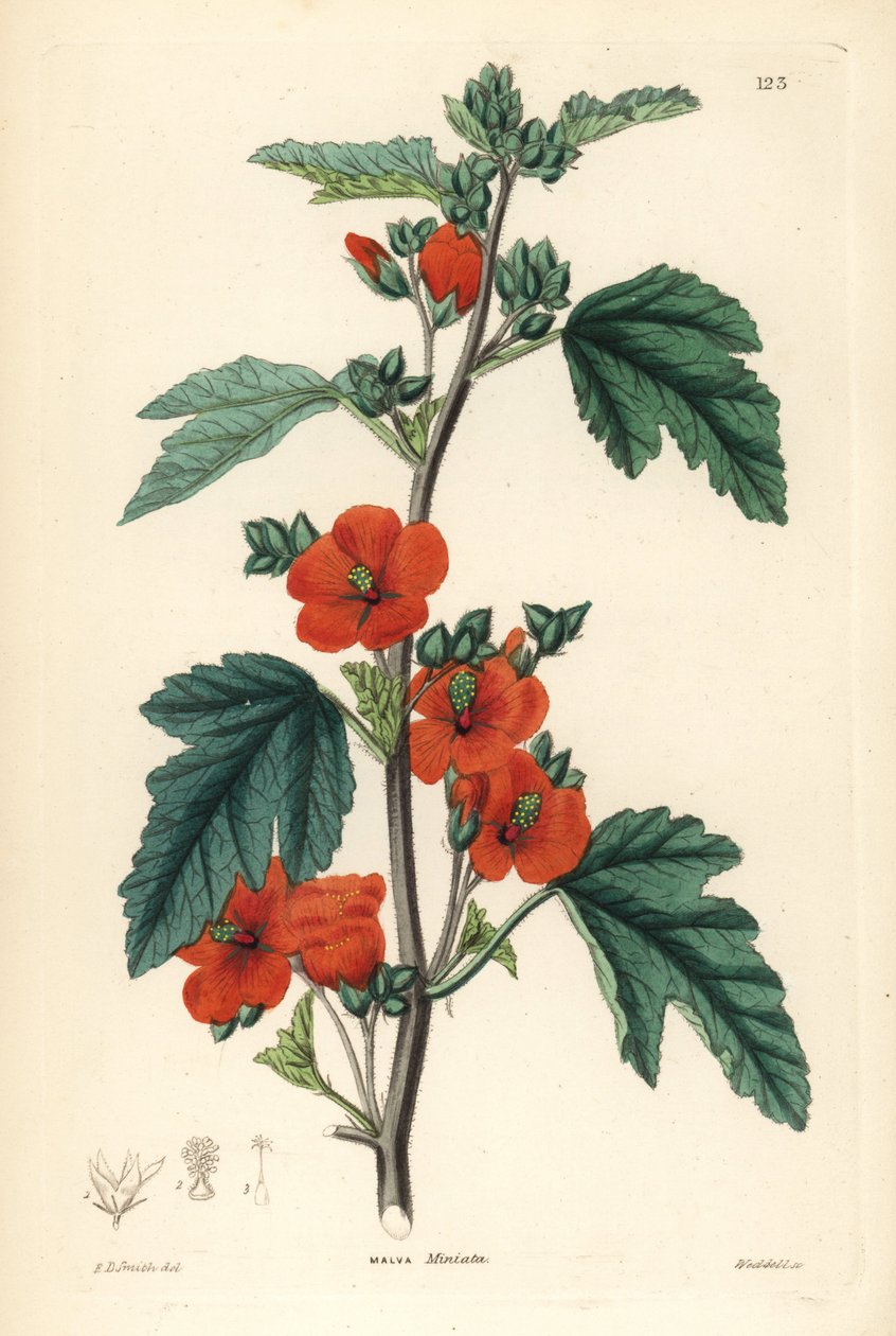 Červená fialová - Globemallow, Sphaeralcea miniata (Vermilion-flowered mallow, Malva miniata). Weddellova ručně kolorovaná mědirytina podle Edwina Daltona Smithe z knihy John Lindley and Robert Sweet