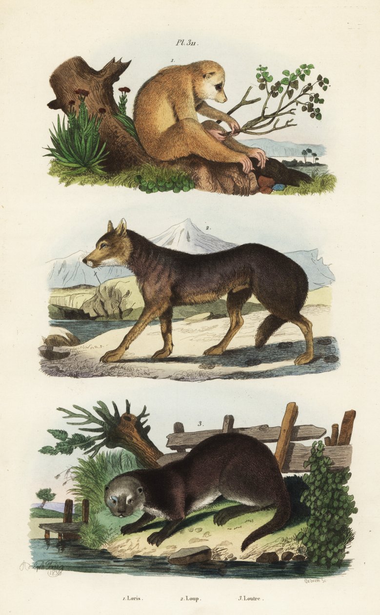 Loris štíhlý, Loris tardigradus ohrožený 1, vlk, Canis lupus 2 a vydra říční, Lutra lutra 3 od Unbekannt