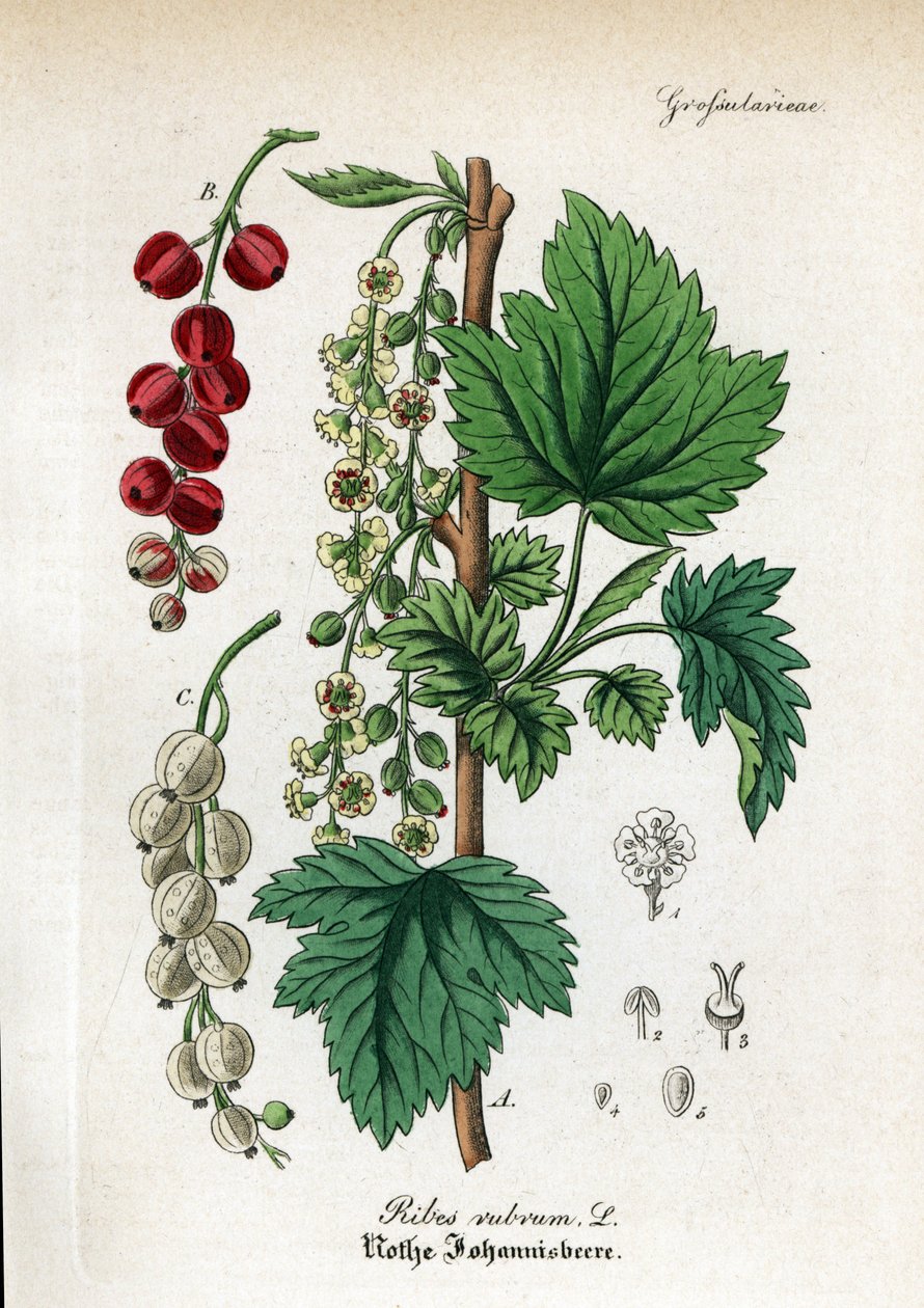Červený rybíz, Ribes rubrum. Ručně kolorovaná mědirytina z publikace Dr. Willibald Artus