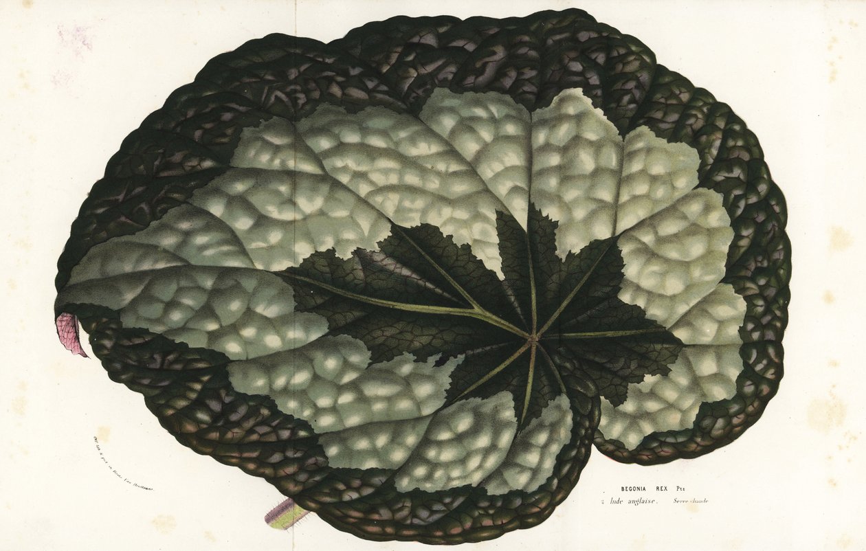 List begonie Rex, Begonia rex. Indie. Ručně kolorovaná litografie z knihy Louise van Houtteho a Charlese Lemaira Flowers of Gardens and Hothouses of Europe, Flore des Serres et des Jardins de l