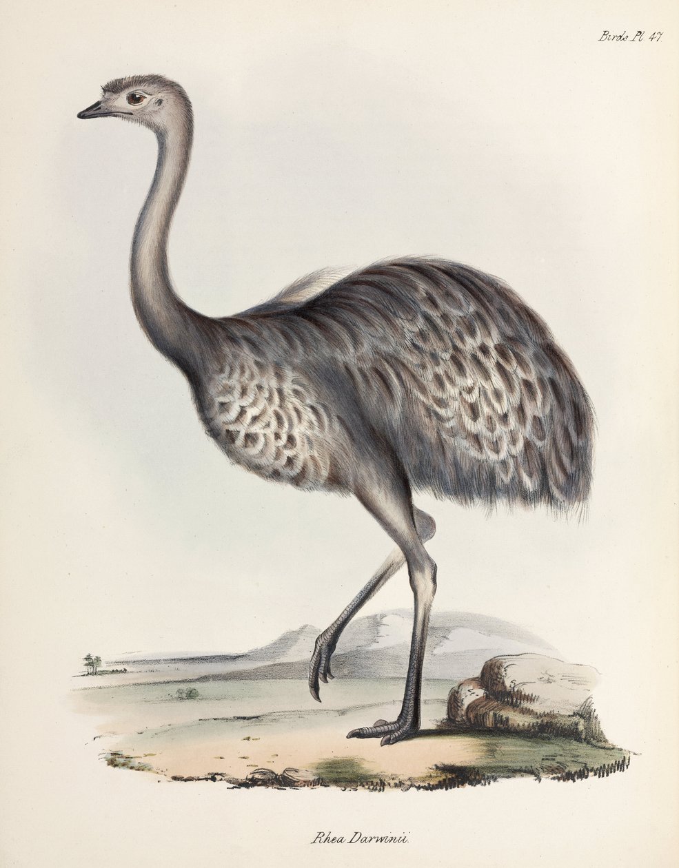 Rhea, Jižní Amerika, c 1832-1836 od Unbekannter Künstler