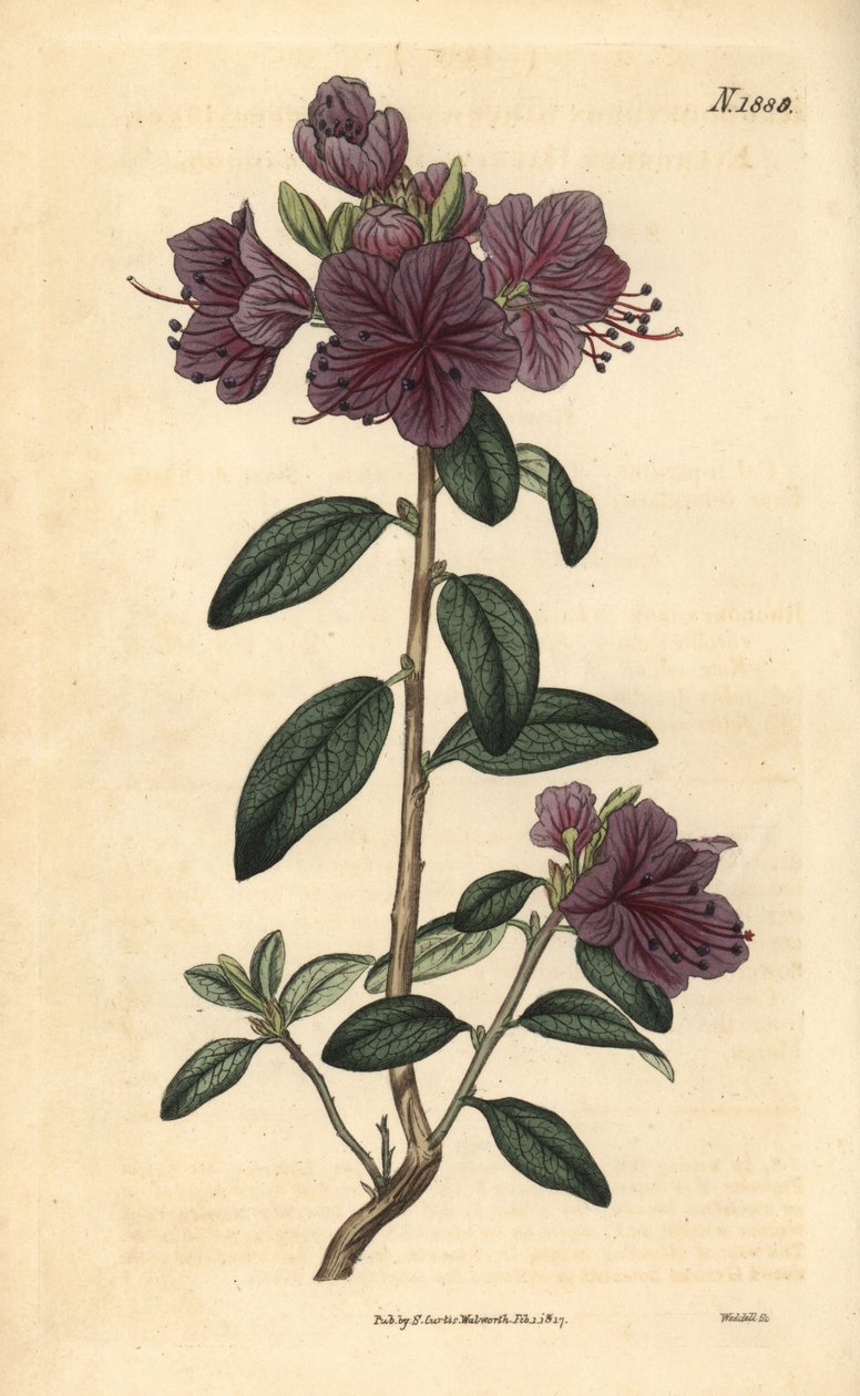 Rhododendron nebo azalky květinářství - Evergreen daurian rododendron, Rhododendron dahuricum sempervirens. Weddellova ručně kolorovaná botanická rytina z Curtisova botanického časopisu Johna Simse, Couchman, Londýn. od Unbekannter Künstler
