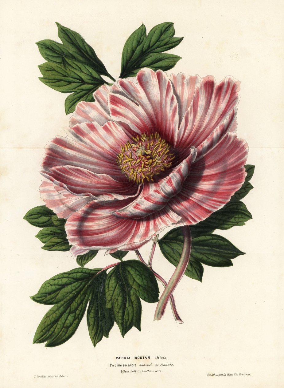 Pivoňka stužkovaná flanderská, hybrid, Paeonia moutan vittata, var. rubanee of Flanders. Ručně kolorovaná litografie L. Stroobanta z knihy Louise van Houtteho a Charlese Lemaira Květiny zahrad a skleníků Evropy, Flore des Serres et des Jardins de l