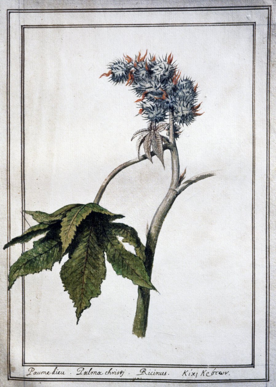Ricinus communis od Unbekannter Künstler
