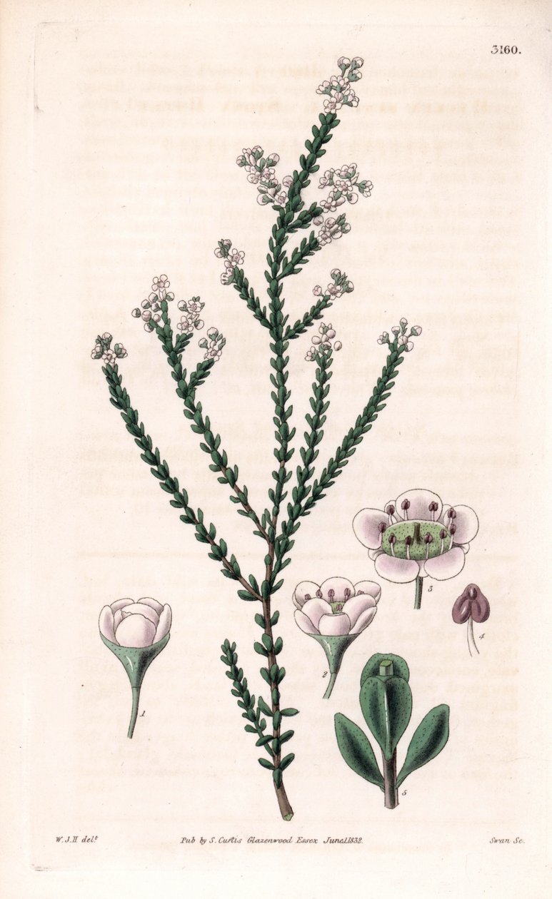 Rock thryptomene, Thryptomene saxicola (Jihozápadní Austrálie skalník keř) (Stony baeckea, Baeckea saxicola). Ručně kolorovaná mědirytina od Swana podle ilustrace Williama Jacksona Hookera z "Botanical Magazine" Samuela Curtise, Londýn. od Unbekannter Künstler