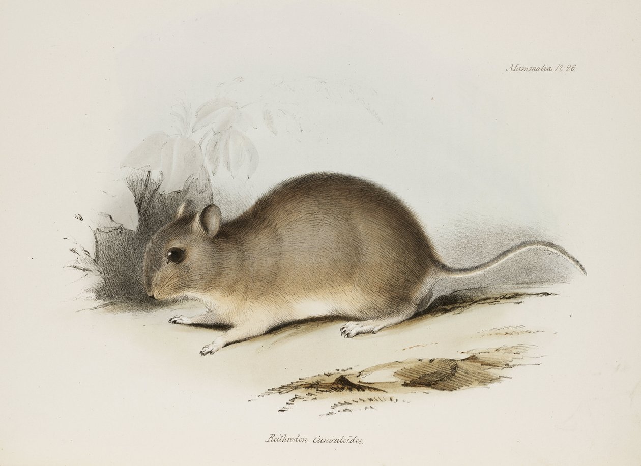 Hlodavec, c 1832-1836 od Unbekannter Künstler