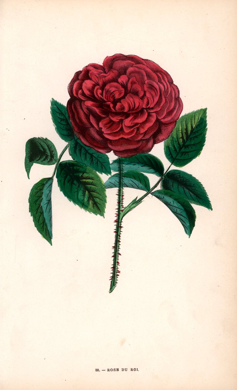 Rose du Roi, hybrid vyšlechtěný z portlandské růže, Rosa portlandica, panem Souchetem v Sevres. od Unbekannter Künstler