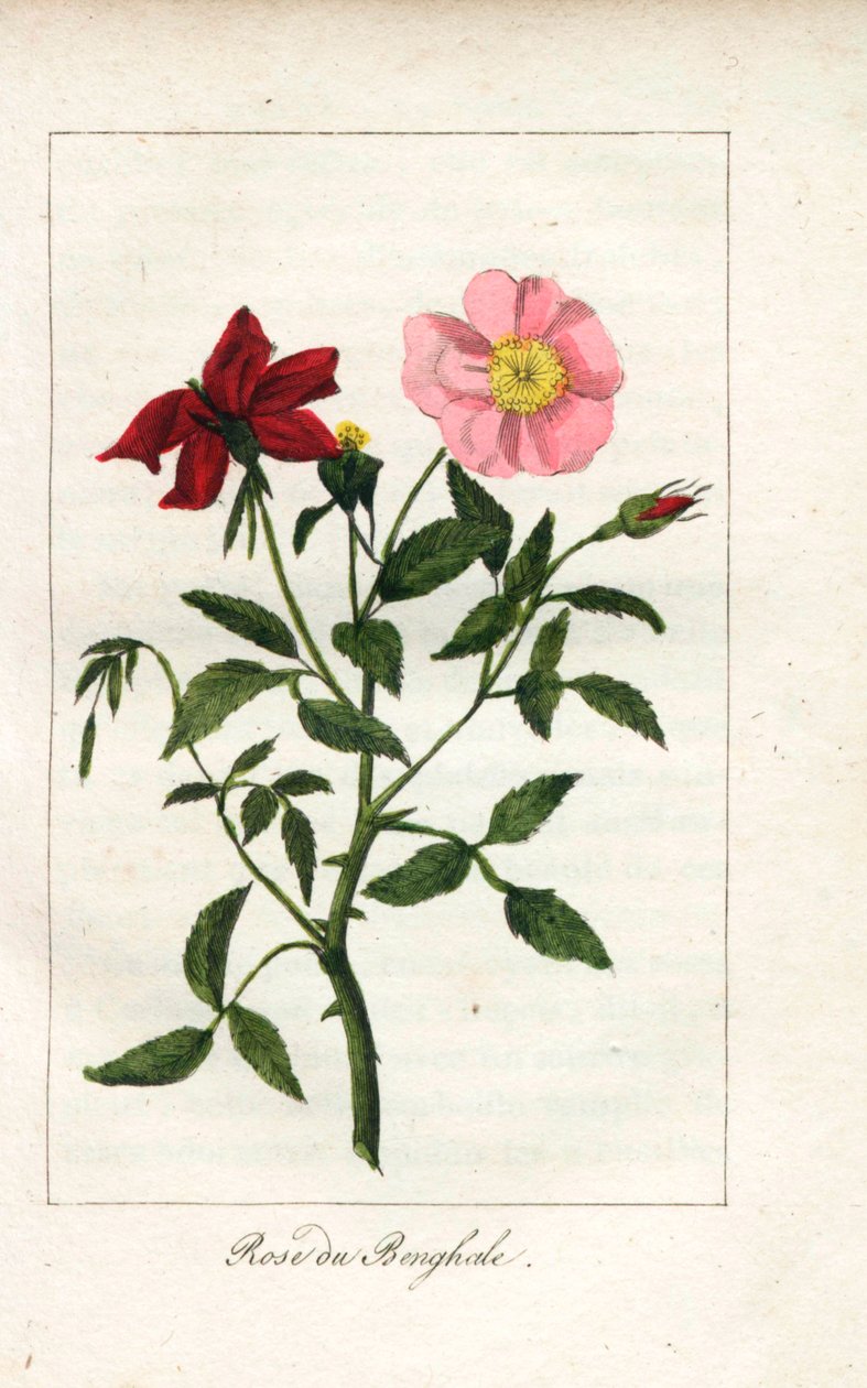 Růže bengálská, Rosa indica. Ručně kolorovaná mědirytina ilustrace slečny Prudhommeové z knihy "Hommage rendu a la Rose", Paříž, asi 1815. Dárková kniha s historií růže a tuctem botanických miniatur. od Unbekannter Künstler
