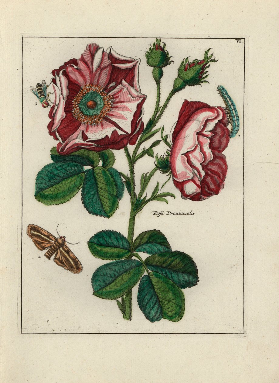 Růže, varieta Rosa provincialis, s hmyzem - litografie připisovaná Paulu Theodoru van Brusselovi (1754-1795), autorovi titulní kytice, nebo A.Bres., ovlivněná Nicolasem Robertem (1614-1685), publikovaná v "Nederlandsch Bloemwerk" (Nizozemské květinové komp od Unbekannter Künstler