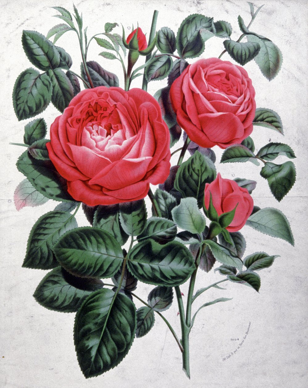 Růže, asi 1850 (rytina) od Unbekannter Künstler