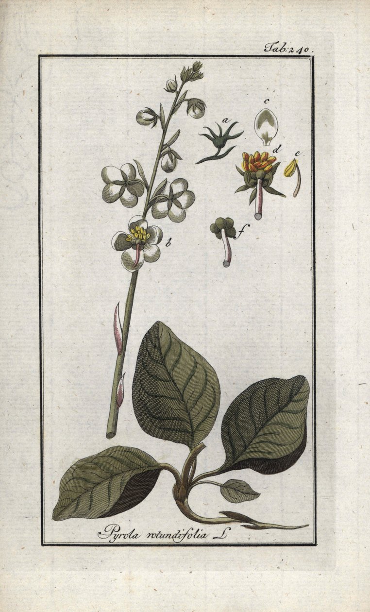 Pyrola okrouhlolistá (Pyrola rotundifolia). Litografie z knihy "Afbeelding der Artseny-Gewassen" od Johannese Zorna (1739-1799), Nizozemsko. od Unbekannter Künstler