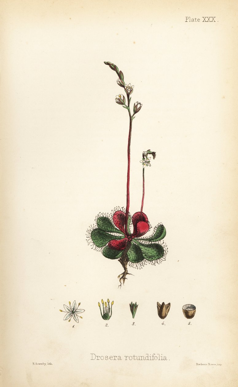 Rosnatka okrouhlolistá, Drosera rotundifolia. Ručně kolorovaná litografie Henryho Sowerbyho z knihy Edwarda Hamiltona Flora Homeopathica, Bailliere, Londýn. od Unbekannter Künstler