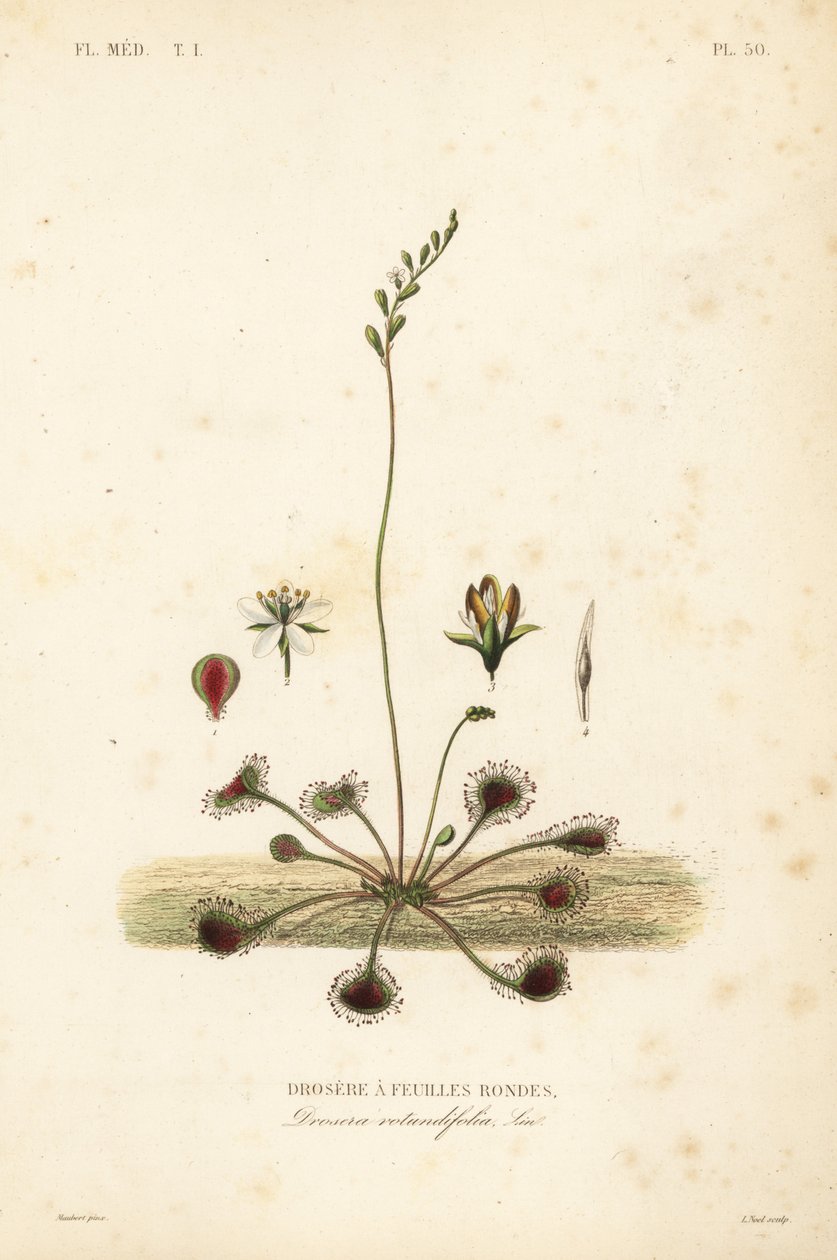 Rosnatka okrouhlolistá nebo rosnatka obecná, Drosera rotundifolia, Droserie a feuilles rondes od Unbekannt