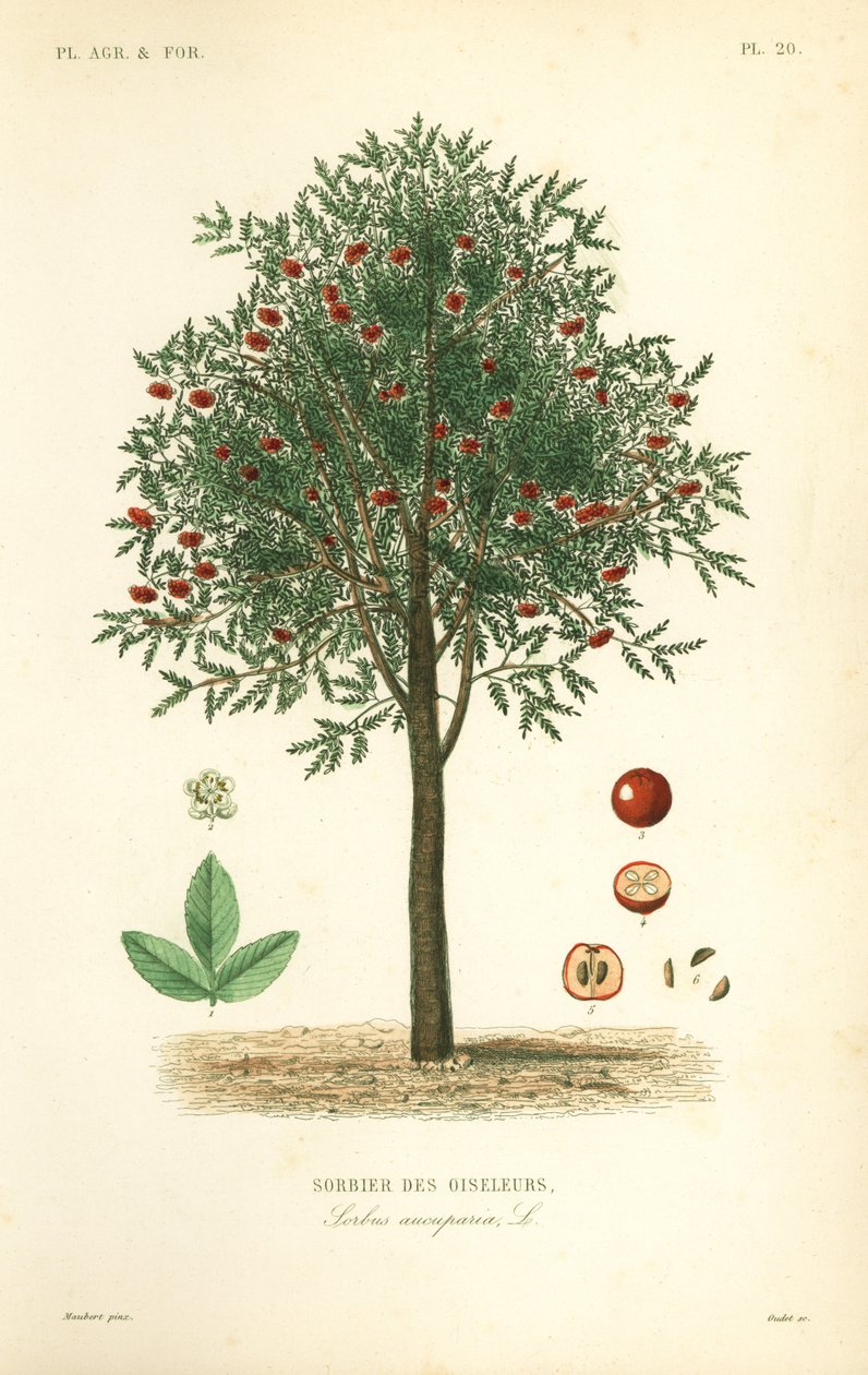 Jeřáb nebo jasan horský, Sorbus aucuparia, jasan horský od Unbekannt
