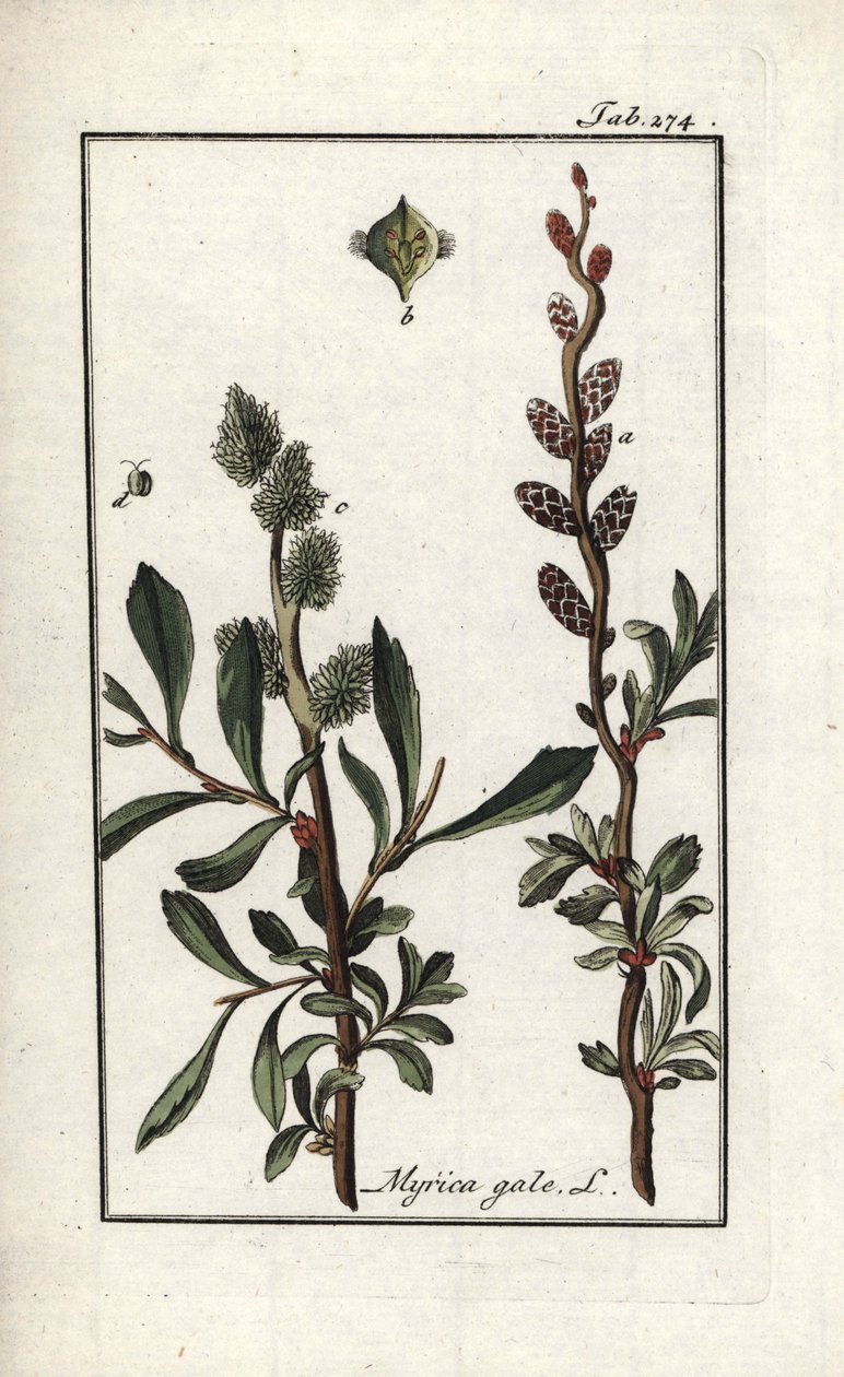 Pepř královský nebo myrta bahenní (Myrica gale). Litografie z knihy "Afbeelding der Artseny-Gewassen" od Johannese Zorna (1739-1799), Nizozemsko. od Unbekannter Künstler