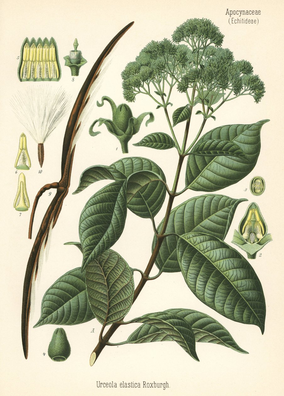 Kaučukovník, Urceola elastica. Chromolitografie podle botanické ilustrace z knihy Hermanna Adolpha Koehlera Léčivé rostliny, vydal Gustav Pabst, Koehler, Německo. od Unbekannter Künstler