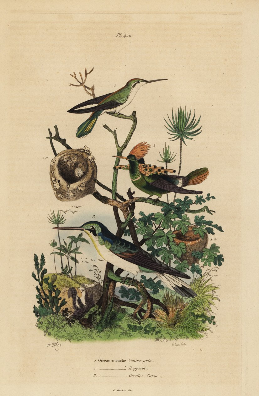 Kolibřík rufousocasý, Amazilia tzacatl, Koketka chocholatá, Lophornis ornatus a víla černoušá, Heliothryx auritus Kolibřík šedobřichý, obojek chocholatý, azurové uši od Unbekannt