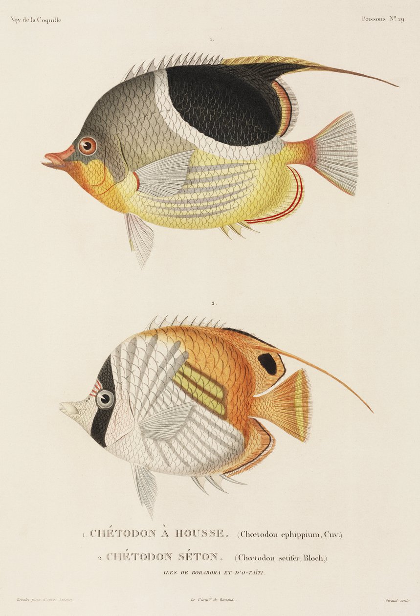 Setdleback a Auriga butterflyfishes, jižní Pacifik od Unbekannter Künstler
