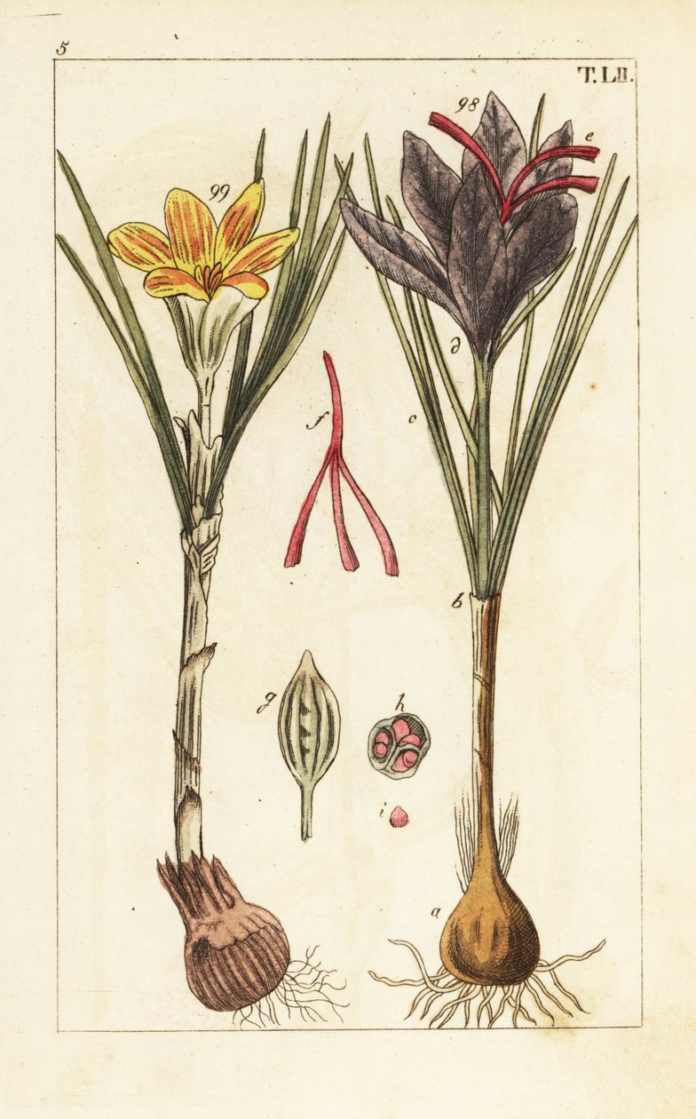 Šafránový krokus, Crocus sativus. od Unbekannter Künstler