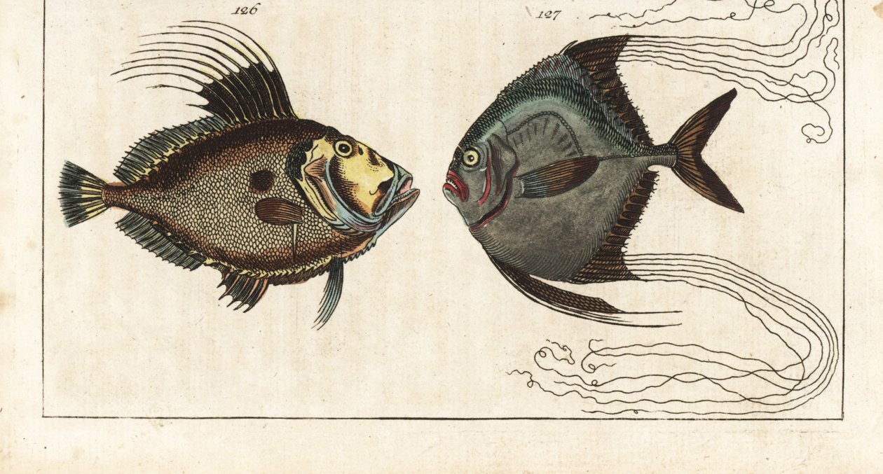Svatý kámen (nebo mořská slepice, doree nebo zee) - ševcovská nit (nebo opeřený karangue) - John Dory, Zeus faber 126, a africký pompan, Alectis ciliaris 127. Ručně kolorovaná mědirytina z Encyklopedie přírodopisu Gottlieba Tobiase Wilhelma: Ryba, od Unbekannter Künstler