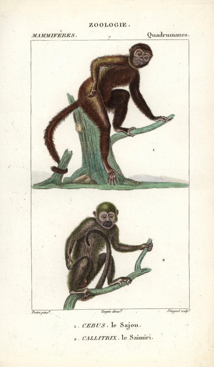 Sajou neboli saphogano neboli kapucín a saimiri neboli veverka - Eau forte od Jeana Gabriela Pretreho (1780-1845), vyryl Carnonkel, pro slovník přírodních věd: savci od Frederica Cuviera, vydal Pierre Jean Francois Turpin (1775-1840), vyd. od Unbekannter Künstler