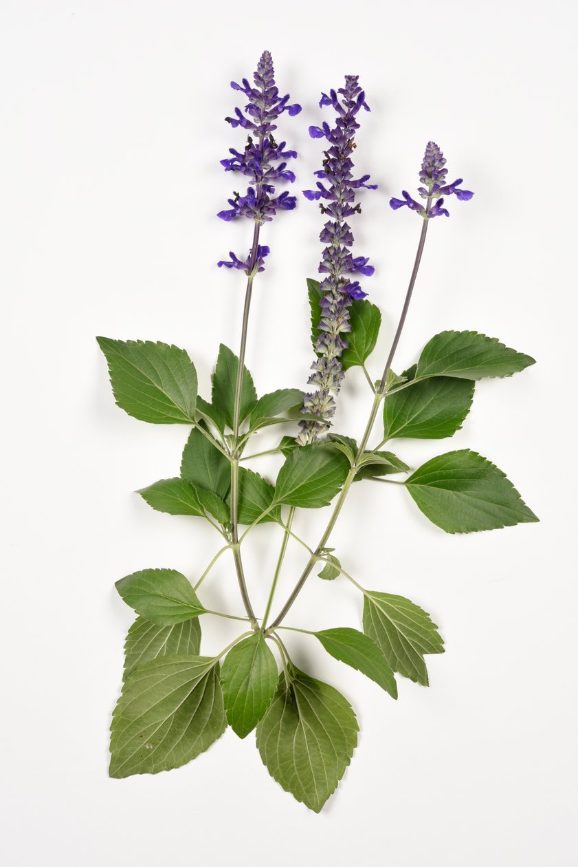 Salvia longispicata (s) farinacea/Big Blue/Hybrid Sage od Unbekannt