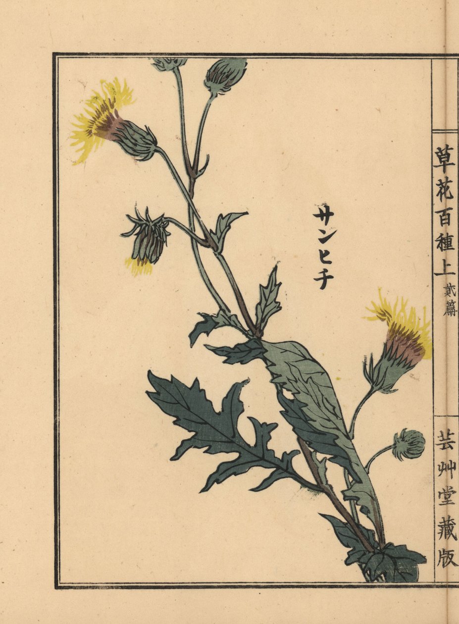 Sanhichisou neboli japonská purpurová mučenka, Gynura japonica. Ručně kolorovaný dřevoryt Kono Bairei z knihy Kusa Bana Hyakushu (Sto druhů květin), Tokio, Yamada. od Unbekannter Künstler