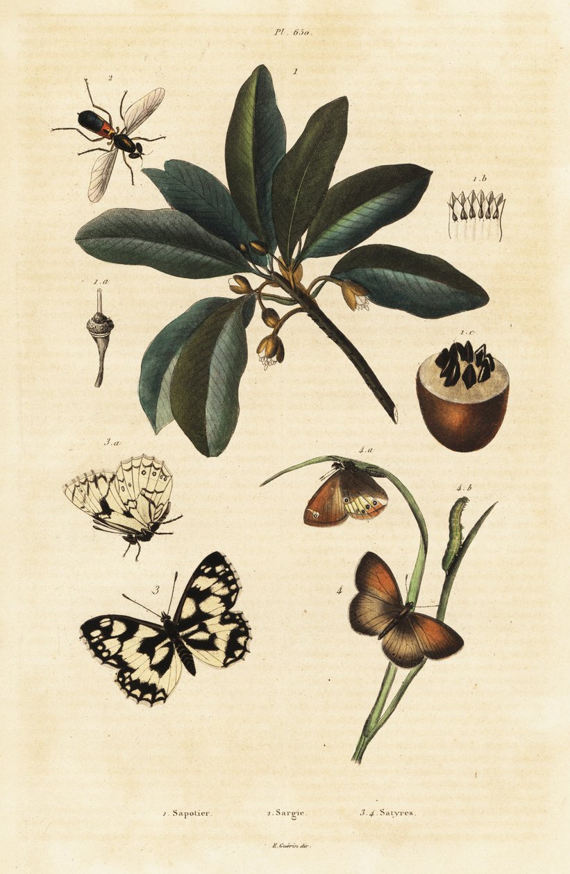 Sapodilla a můry. od Unbekannter Künstler