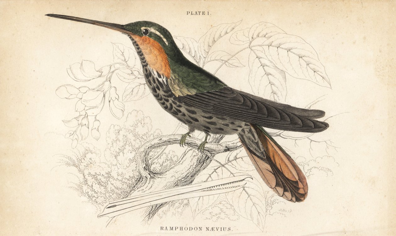 Kolibřík pilovitý, Ramphodon naevius (Kolibřík pilovitý). Ručně kolorovaná ocelorytina Williama Lizarse z Přírodovědné knihovny sira Williama Jardina: Lizars: Ornithology: Hummingbirds, Edinburgh, W.H. Lizars od Unbekannter Künstler