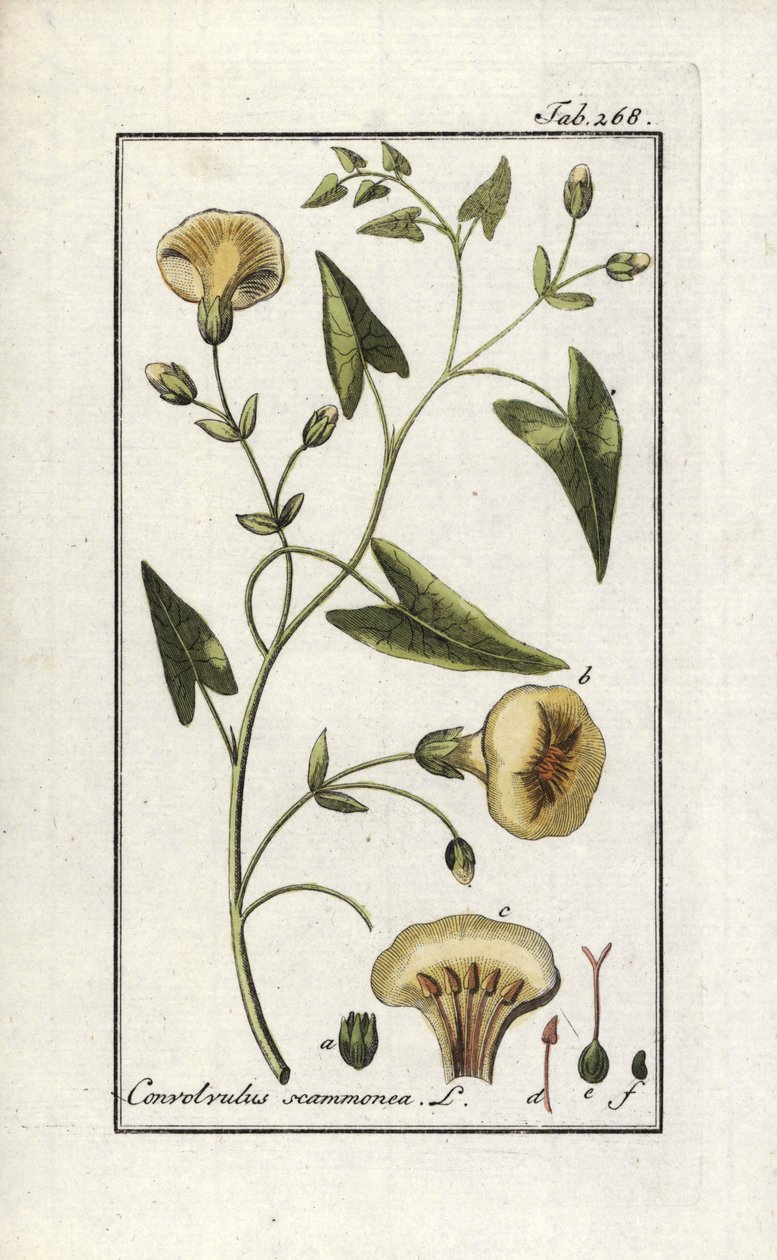 Smetanka (Convolvulus scammonia). Litografie z knihy "Afbeelding der Artseny-Gewassen" od Johannese Zorna (1739-1799), Nizozemsko od Unbekannter Künstler