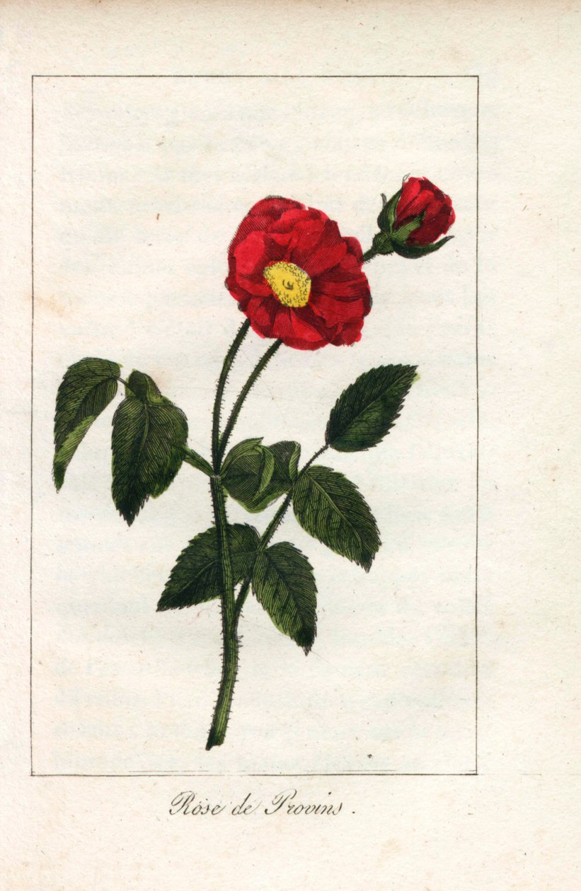 Šarlatová provensálská růžová, růže z Provins, Rosa gallica. Ručně kolorovaná mědirytina ilustrace slečny Prudhommeové z knihy "Hommage rendu a la Rose", Paříž, asi 1815. Dárková kniha s historií růže a tuctem botanických miniatur. od Unbekannter Künstler