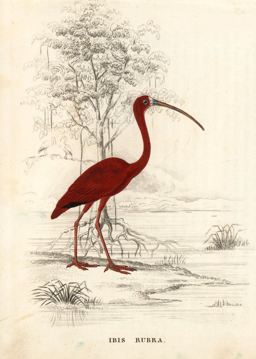 Ibis šarlatový, Eudocimus ruber (Ibis rubra). Ručně kolorovaná ocelorytina z Přírodovědné galerie Georga Friedricha Treitschkeho, Naturhistorischer Bildersaal des Thierreiches, Liepzig. od Unbekannter Künstler
