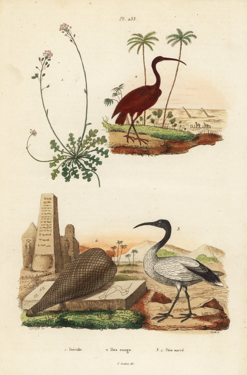 Ibis šarlatový, Eudocimus rubus 2, ibis africký, Threskiornis aethiopicus 3,4 a candytuft, Iberis sempervirens od Unbekannt