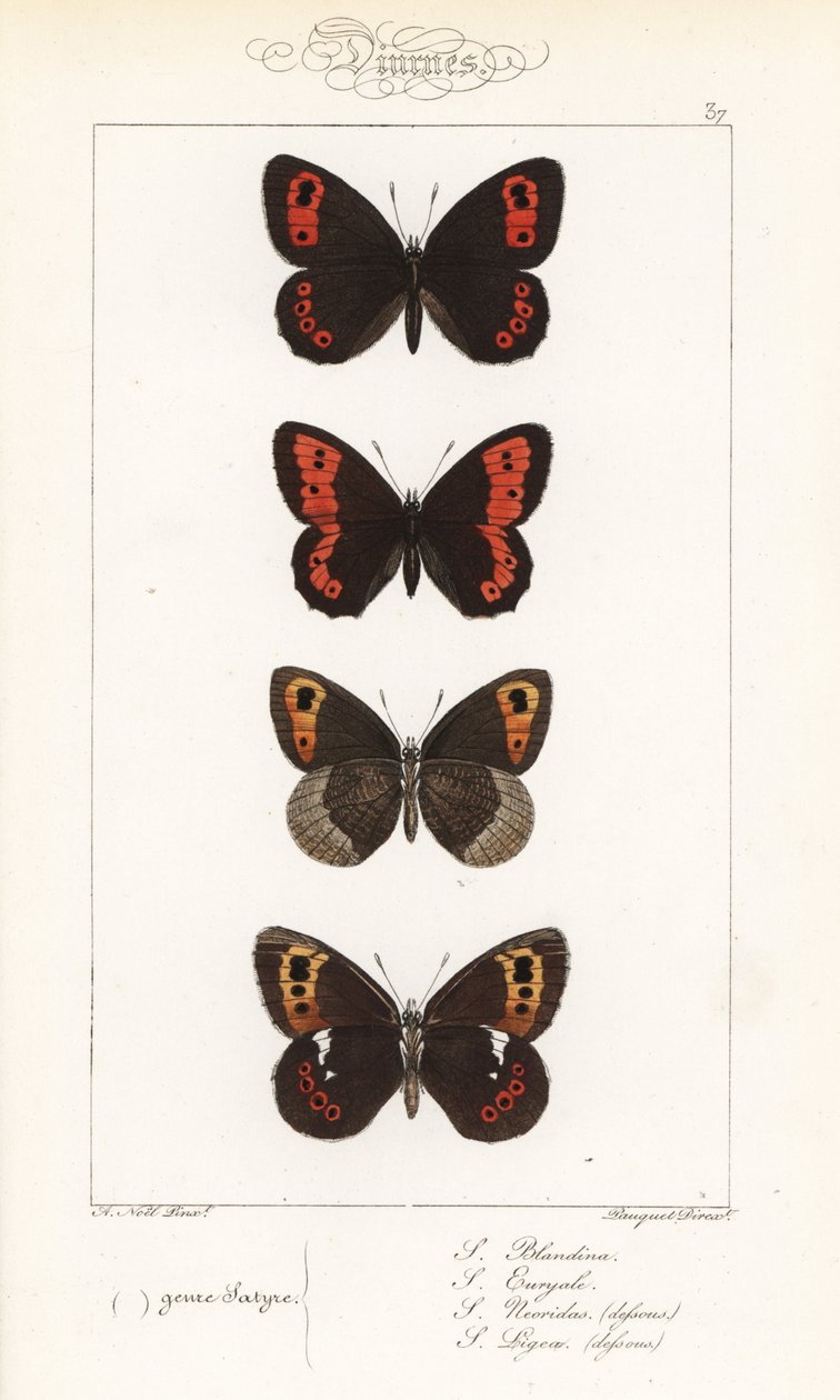 argus skotský, Erebia aethiops, kroužkovec velký, Erebia euryale, kroužkovec podzimní, Erebia neoridas (ventrálně), a hnědák arranský, Erebia ligea (ventrálně). Ručně kolorovaná ocelorytina bratří Pauquetů podle ilustrace Alexise Nicolase Noela z knihy Hip od Unbekannter Künstler